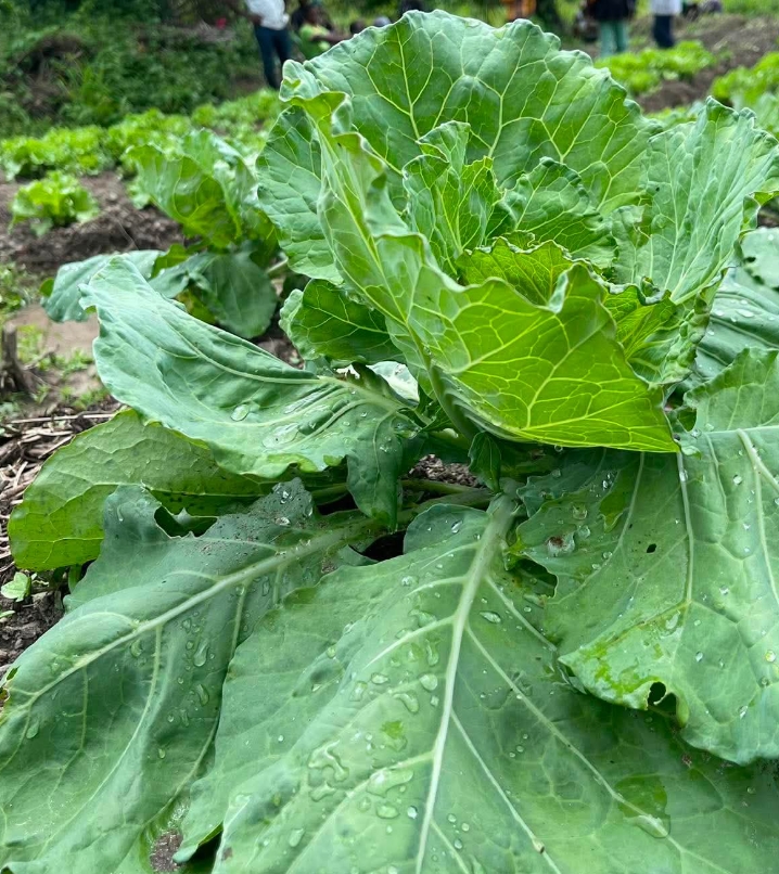 Farmers participating in YALL's community agriculture work