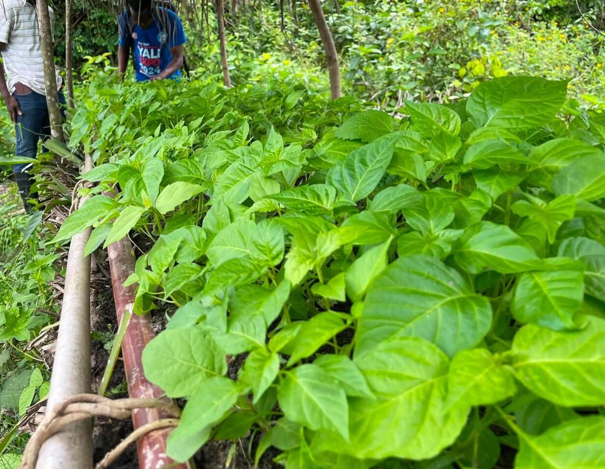 YALL's community-led work to promote sustainable agriculture