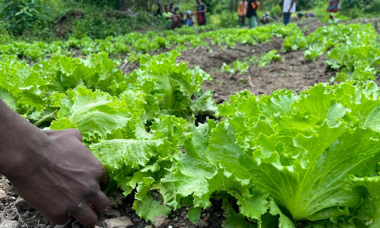 Smallholder farming and agroecological activities supported by YALL