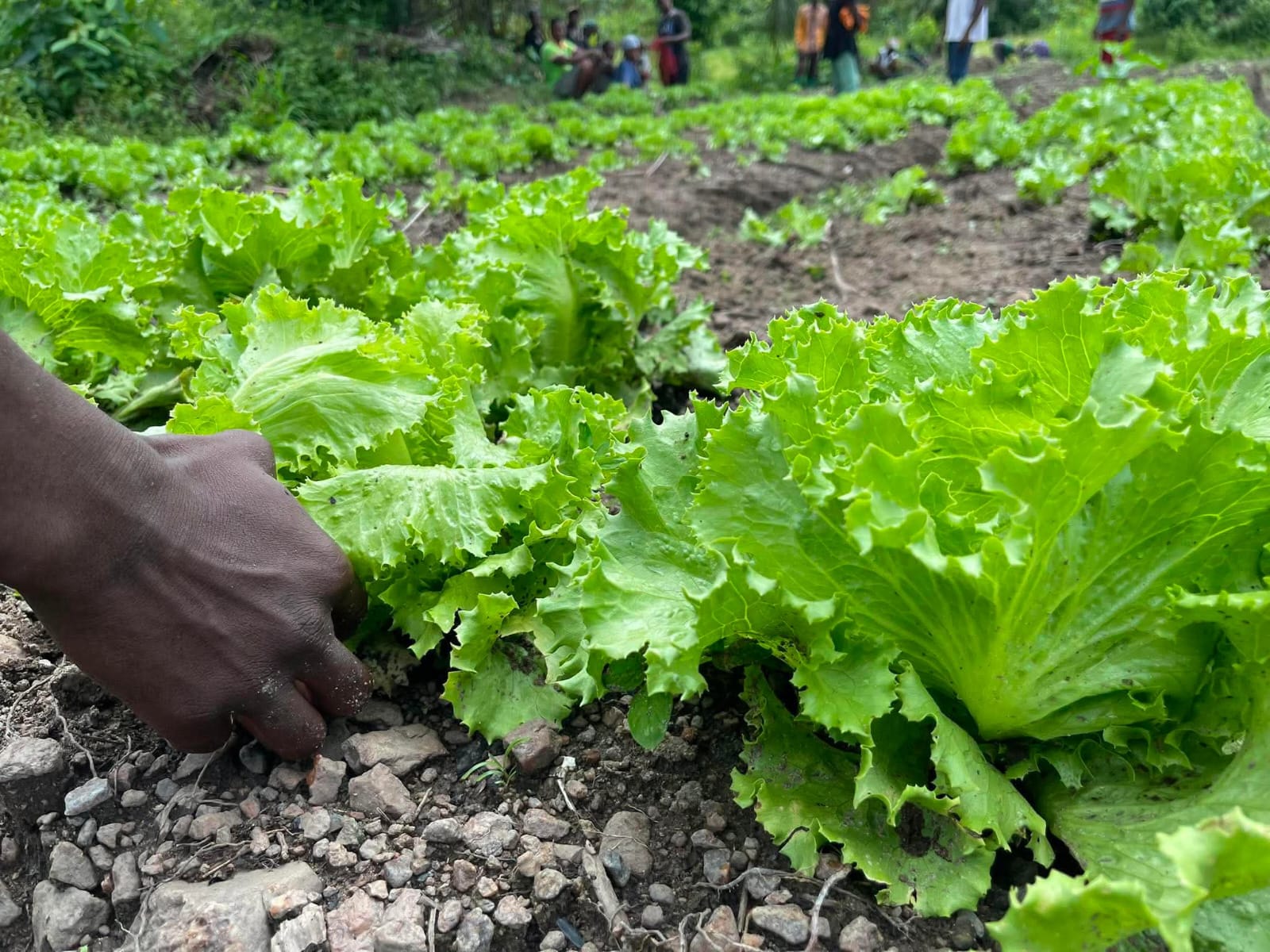 Community members taking part in agricultural activities